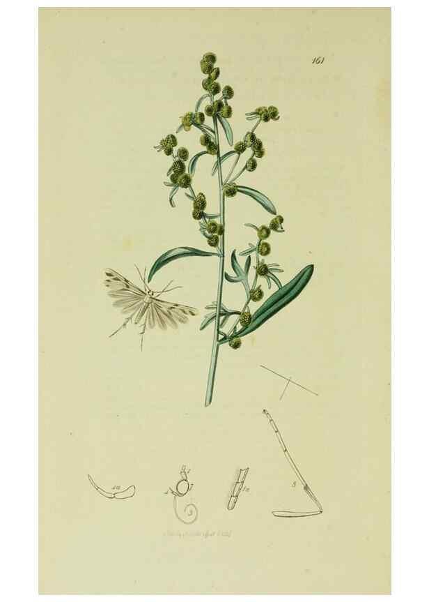 Reproducción/Reproduction 49640290143: British entomology :. London,Printed for the author,1823-1840 [i.e. 1840].. 