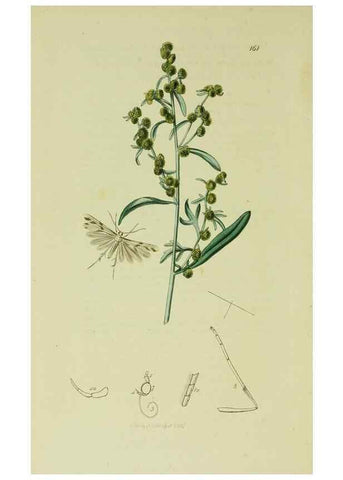 Reproducción/Reproduction 49640290143: British entomology :. London,Printed for the author,1823-1840 [i.e. 1840].. 