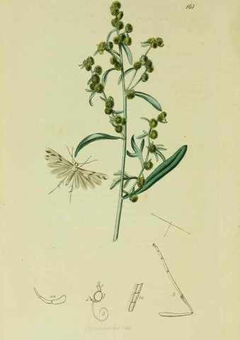 Reproducción/Reproduction 49640290143: British entomology :. London,Printed for the author,1823-1840 [i.e. 1840].. 