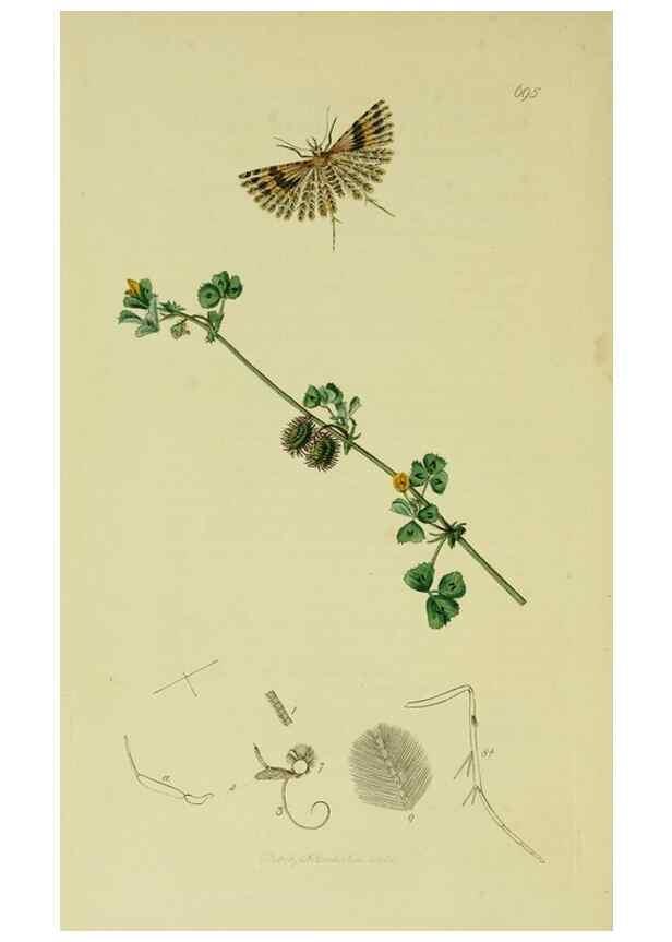 Reproducción/Reproduction 49641086487: British entomology :. London,Printed for the author,1823-1840 [i.e. 1840].. 