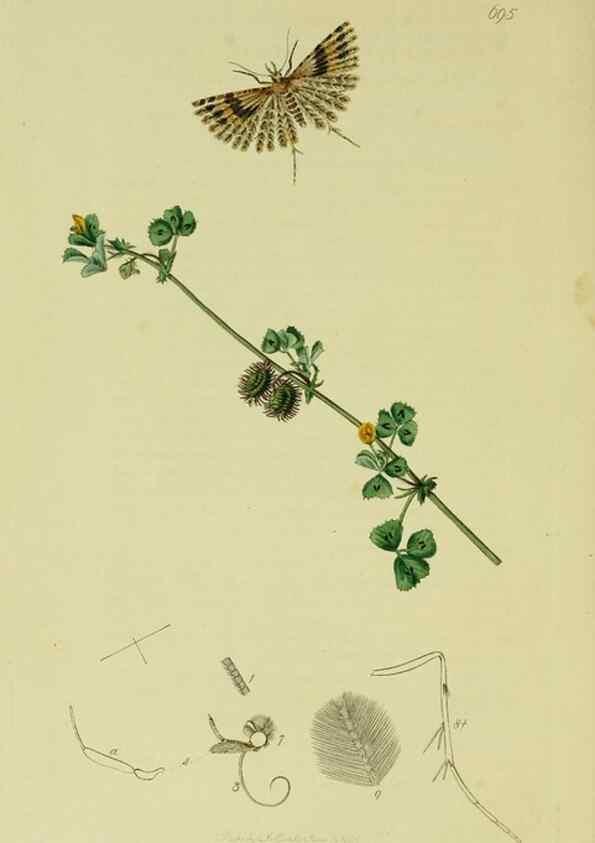 Reproducción/Reproduction 49641086487: British entomology :. London,Printed for the author,1823-1840 [i.e. 1840].. 