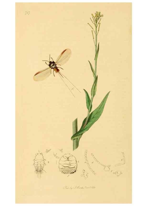 Reproducción/Reproduction 49641131997: British entomology :. London,Printed for the author,1823-1840 [i.e. 1840].. 