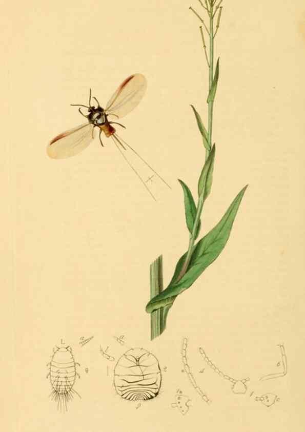 Reproducción/Reproduction 49641131997: British entomology :. London,Printed for the author,1823-1840 [i.e. 1840].. 