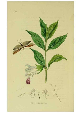 Reproducción/Reproduction 49640808011: British entomology :. London,Printed for the author,1823-1840 [i.e. 1840].. 