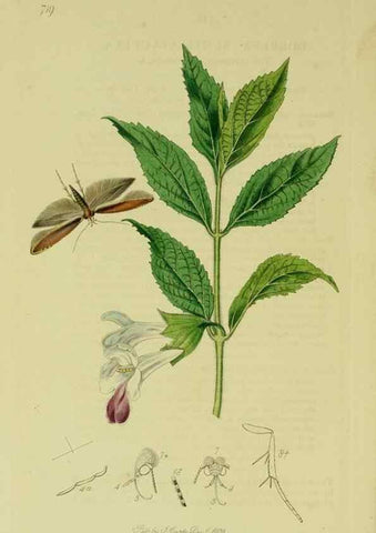 Reproducción/Reproduction 49640808011: British entomology :. London,Printed for the author,1823-1840 [i.e. 1840].. 