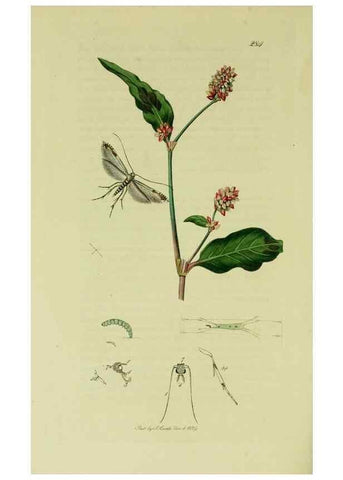 Reproducción/Reproduction 49640284828: British entomology :. London,Printed for the author,1823-1840 [i.e. 1840].. 
