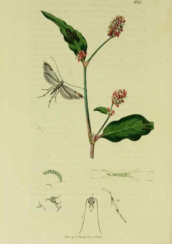 Reproducción/Reproduction 49640284828: British entomology :. London,Printed for the author,1823-1840 [i.e. 1840].. 