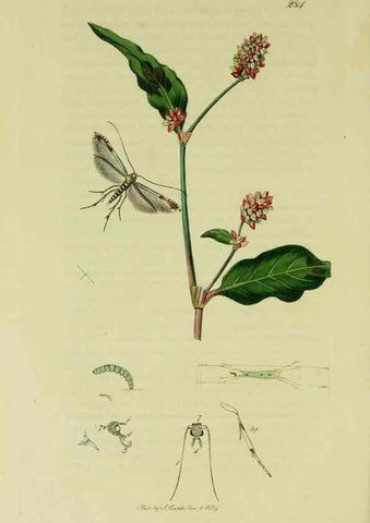 Reproducción/Reproduction 49640284828: British entomology :. London,Printed for the author,1823-1840 [i.e. 1840].. 