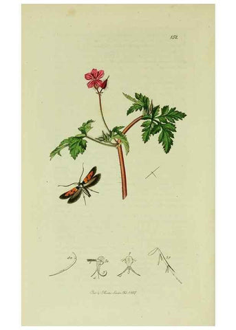 Reproducción/Reproduction 49641080557: British entomology :. London,Printed for the author,1823-1840 [i.e. 1840].. 