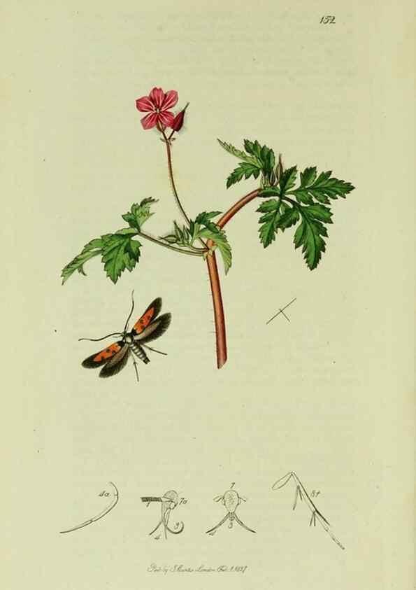 Reproducción/Reproduction 49641080557: British entomology :. London,Printed for the author,1823-1840 [i.e. 1840].. 