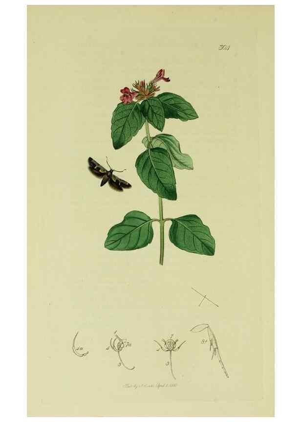 Reproducción/Reproduction 49640284248: British entomology :. London,Printed for the author,1823-1840 [i.e. 1840].. 