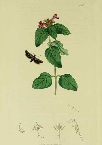 Reproducción/Reproduction 49640284248: British entomology :. London,Printed for the author,1823-1840 [i.e. 1840].. 