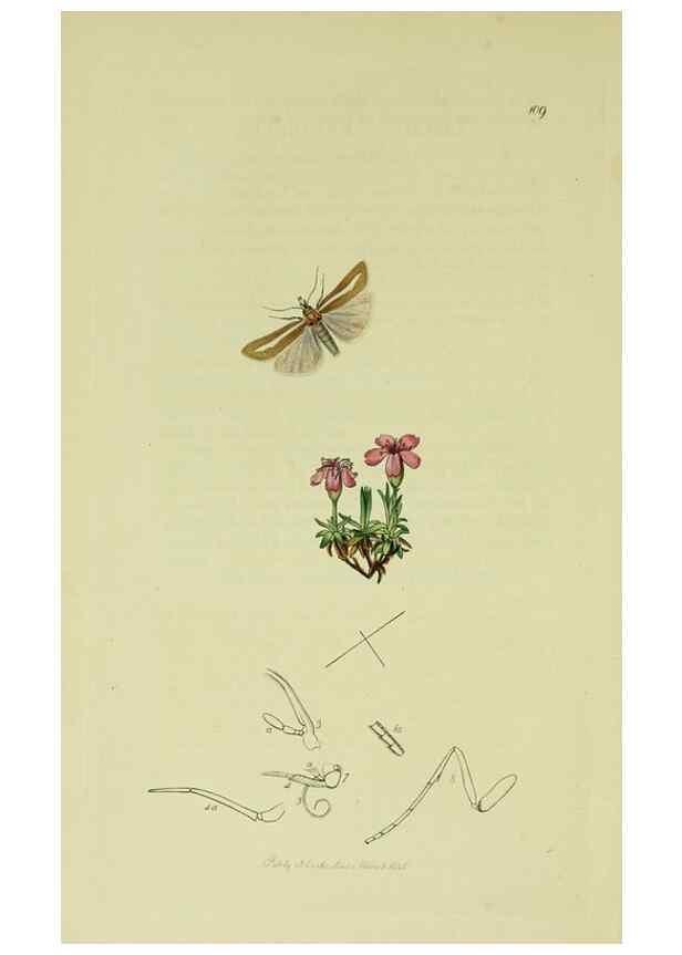 Reproducción/Reproduction 49640278928: British entomology :. London,Printed for the author,1823-1840 [i.e. 1840].. 