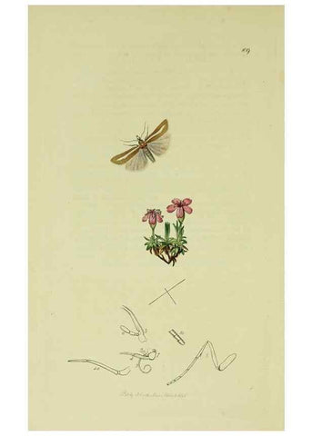Reproducción/Reproduction 49640278928: British entomology :. London,Printed for the author,1823-1840 [i.e. 1840].. 