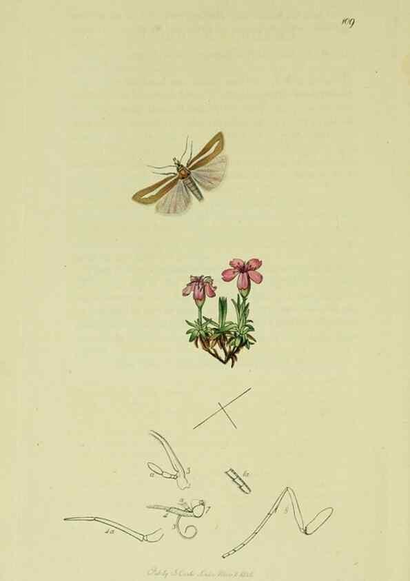 Reproducción/Reproduction 49640278928: British entomology :. London,Printed for the author,1823-1840 [i.e. 1840].. 