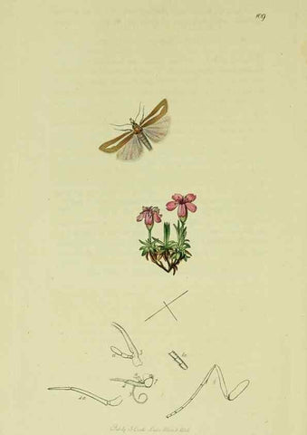 Reproducción/Reproduction 49640278928: British entomology :. London,Printed for the author,1823-1840 [i.e. 1840].. 