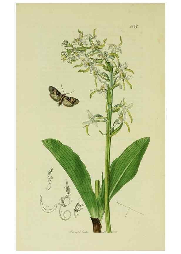 Reproducción/Reproduction 49641075477: British entomology :. London,Printed for the author,1823-1840 [i.e. 1840].. 