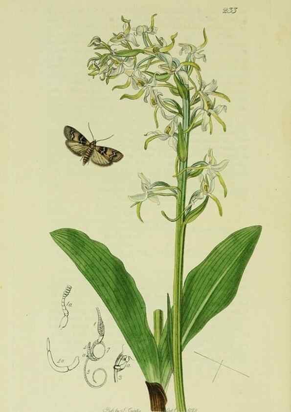 Reproducción/Reproduction 49641075477: British entomology :. London,Printed for the author,1823-1840 [i.e. 1840].. 