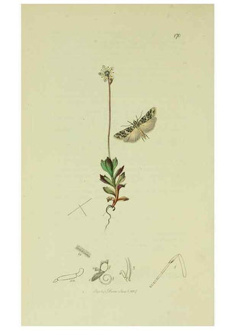 Reproducción/Reproduction 49640802141: British entomology :. London,Printed for the author,1823-1840 [i.e. 1840].. 