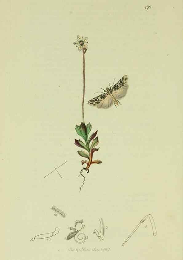 Reproducción/Reproduction 49640802141: British entomology :. London,Printed for the author,1823-1840 [i.e. 1840].. 