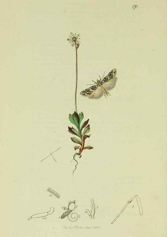 Reproducción/Reproduction 49640802141: British entomology :. London,Printed for the author,1823-1840 [i.e. 1840].. 