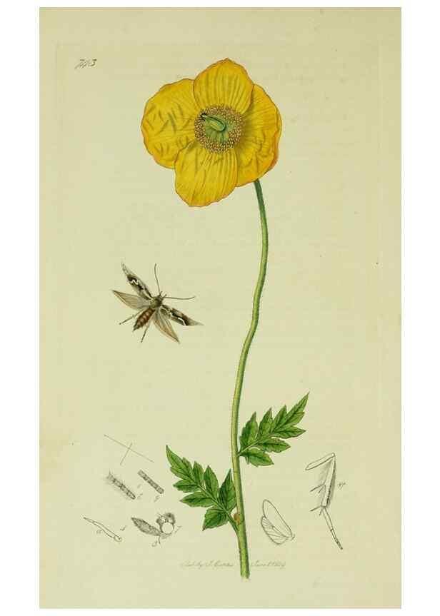 Reproducción/Reproduction 49640279873: British entomology :. London,Printed for the author,1823-1840 [i.e. 1840].. 