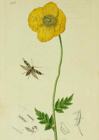 Reproducción/Reproduction 49640279873: British entomology :. London,Printed for the author,1823-1840 [i.e. 1840].. 