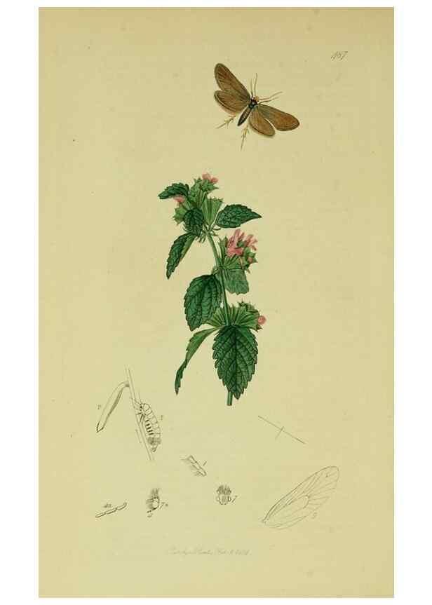 Reproducción/Reproduction 49641076492: British entomology :. London,Printed for the author,1823-1840 [i.e. 1840].. 