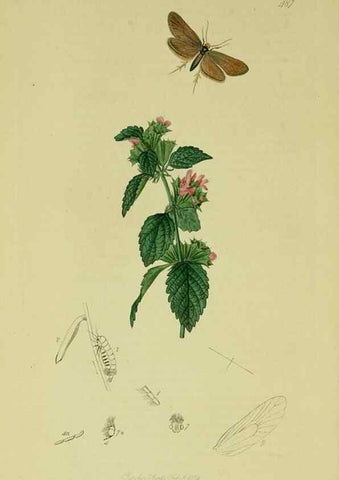 Reproducción/Reproduction 49641076492: British entomology :. London,Printed for the author,1823-1840 [i.e. 1840].. 