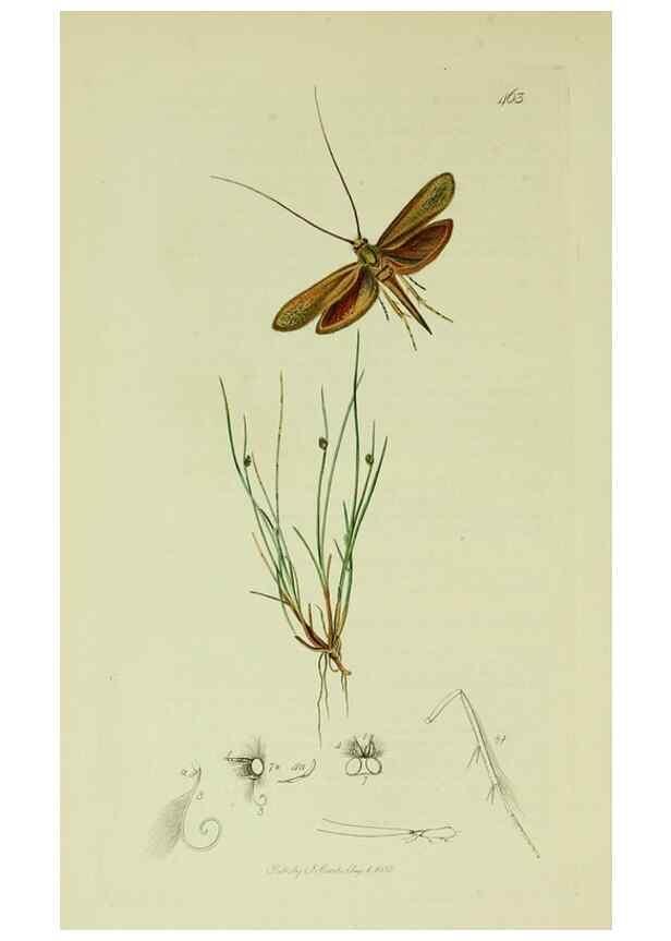 Reproducción/Reproduction 49640280433: British entomology :. London,Printed for the author,1823-1840 [i.e. 1840].. 