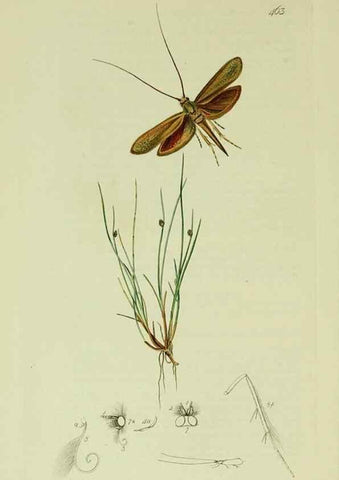 Reproducción/Reproduction 49640280433: British entomology :. London,Printed for the author,1823-1840 [i.e. 1840].. 