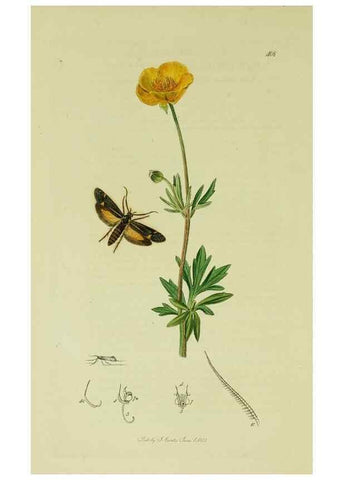 Reproducción/Reproduction 49641077092: British entomology :. London,Printed for the author,1823-1840 [i.e. 1840].. 