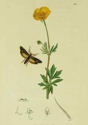 Reproducción/Reproduction 49641077092: British entomology :. London,Printed for the author,1823-1840 [i.e. 1840].. 