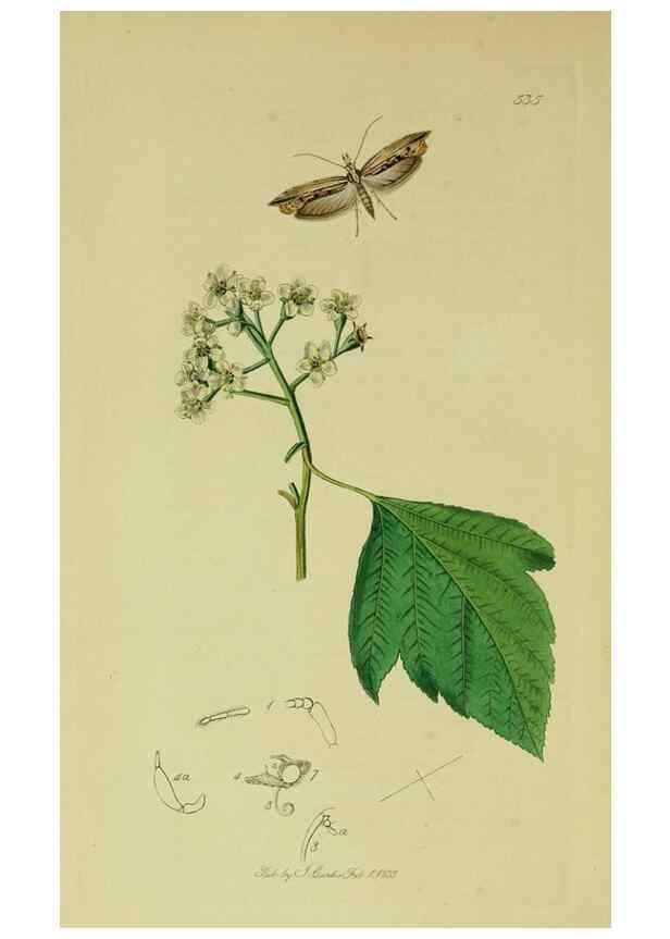 Reproducción/Reproduction 49640800631: British entomology :. London,Printed for the author,1823-1840 [i.e. 1840].. 