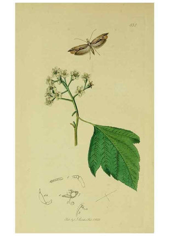 Reproducción/Reproduction 49640800631: British entomology :. London,Printed for the author,1823-1840 [i.e. 1840].. 