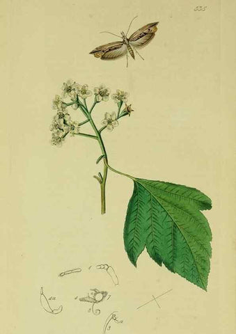 Reproducción/Reproduction 49640800631: British entomology :. London,Printed for the author,1823-1840 [i.e. 1840].. 