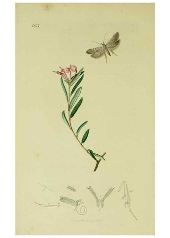 Reproducción/Reproduction 49640803721: British entomology :. London,Printed for the author,1823-1840 [i.e. 1840].. 