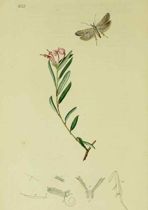 Reproducción/Reproduction 49640803721: British entomology :. London,Printed for the author,1823-1840 [i.e. 1840].. 