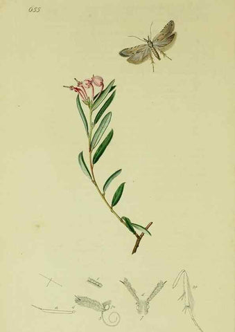 Reproducción/Reproduction 49640803721: British entomology :. London,Printed for the author,1823-1840 [i.e. 1840].. 