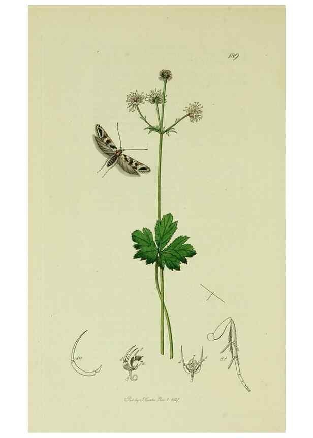 Reproducción/Reproduction 49641078032: British entomology :. London,Printed for the author,1823-1840 [i.e. 1840].. 