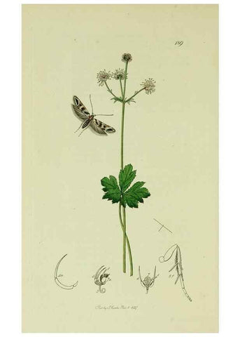 Reproducción/Reproduction 49641078032: British entomology :. London,Printed for the author,1823-1840 [i.e. 1840].. 