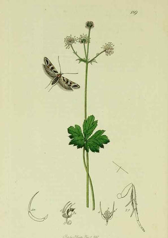 Reproducción/Reproduction 49641078032: British entomology :. London,Printed for the author,1823-1840 [i.e. 1840].. 