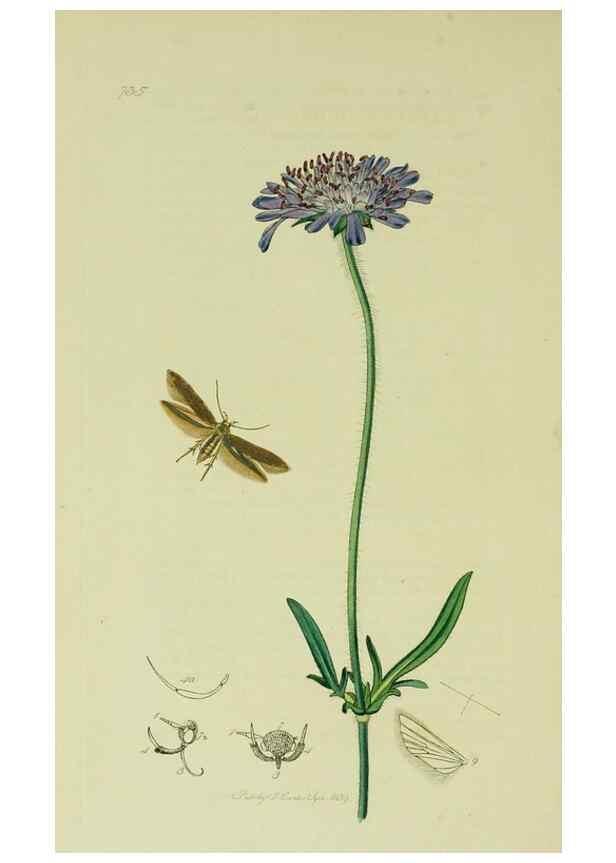 Reproducción/Reproduction 49641078307: British entomology :. London,Printed for the author,1823-1840 [i.e. 1840].. 