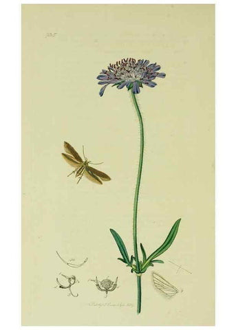 Reproducción/Reproduction 49641078307: British entomology :. London,Printed for the author,1823-1840 [i.e. 1840].. 
