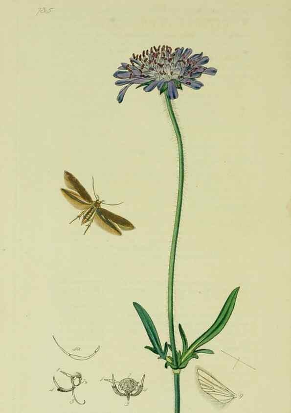 Reproducción/Reproduction 49641078307: British entomology :. London,Printed for the author,1823-1840 [i.e. 1840].. 