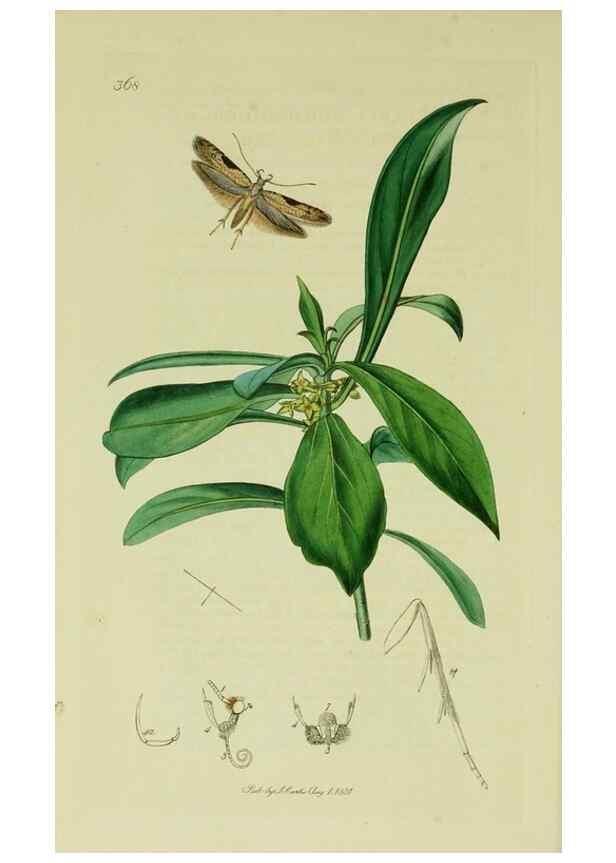 Reproducción/Reproduction 49640805221: British entomology :. London,Printed for the author,1823-1840 [i.e. 1840].. 