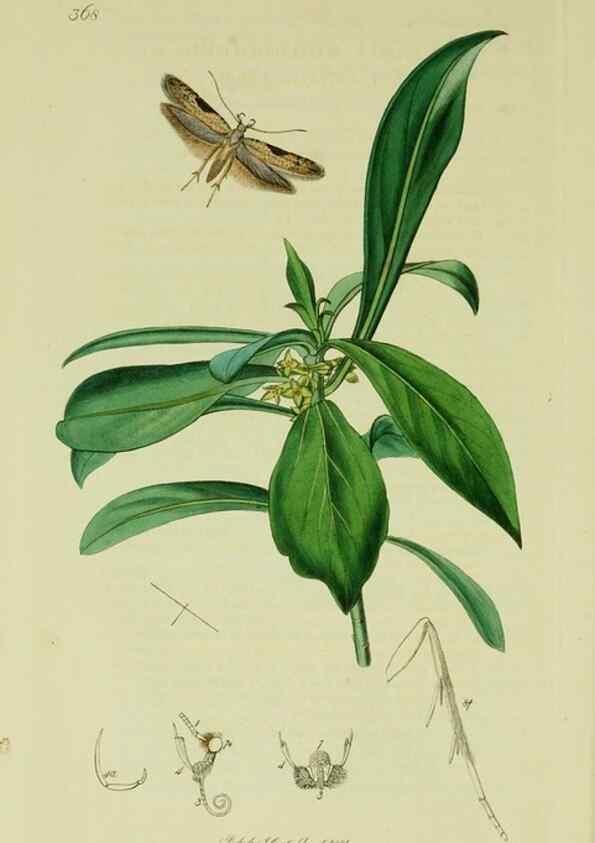Reproducción/Reproduction 49640805221: British entomology :. London,Printed for the author,1823-1840 [i.e. 1840].. 