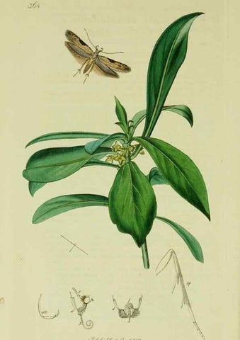 Reproducción/Reproduction 49640805221: British entomology :. London,Printed for the author,1823-1840 [i.e. 1840].. 