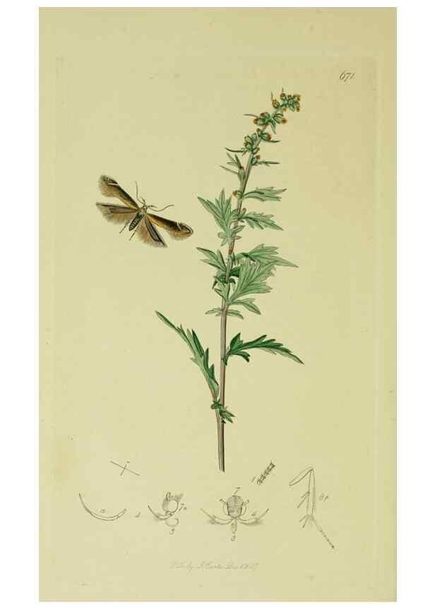 Reproducción/Reproduction 49641078917: British entomology :. London,Printed for the author,1823-1840 [i.e. 1840].. 