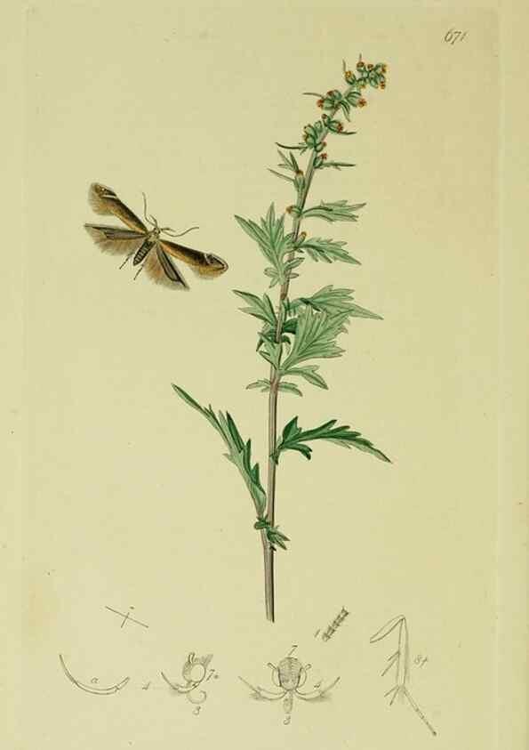 Reproducción/Reproduction 49641078917: British entomology :. London,Printed for the author,1823-1840 [i.e. 1840].. 